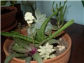 crasula